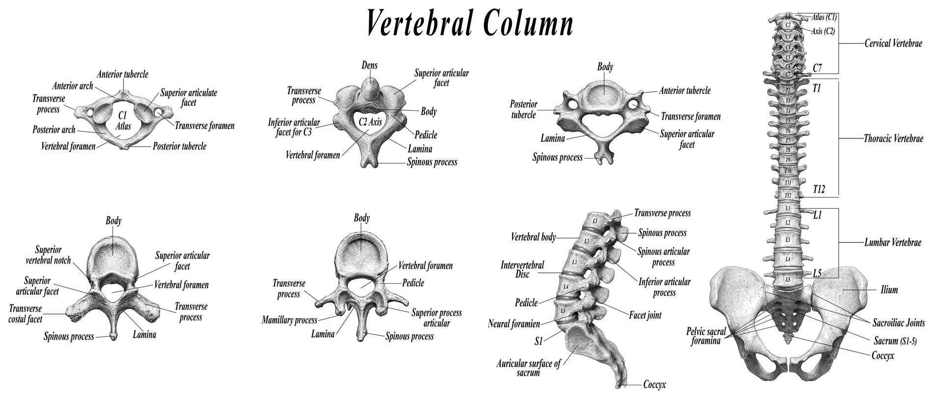 Bone Blueprints - full vertebral column reference chart, cervical to coccyx, by Deana Dods