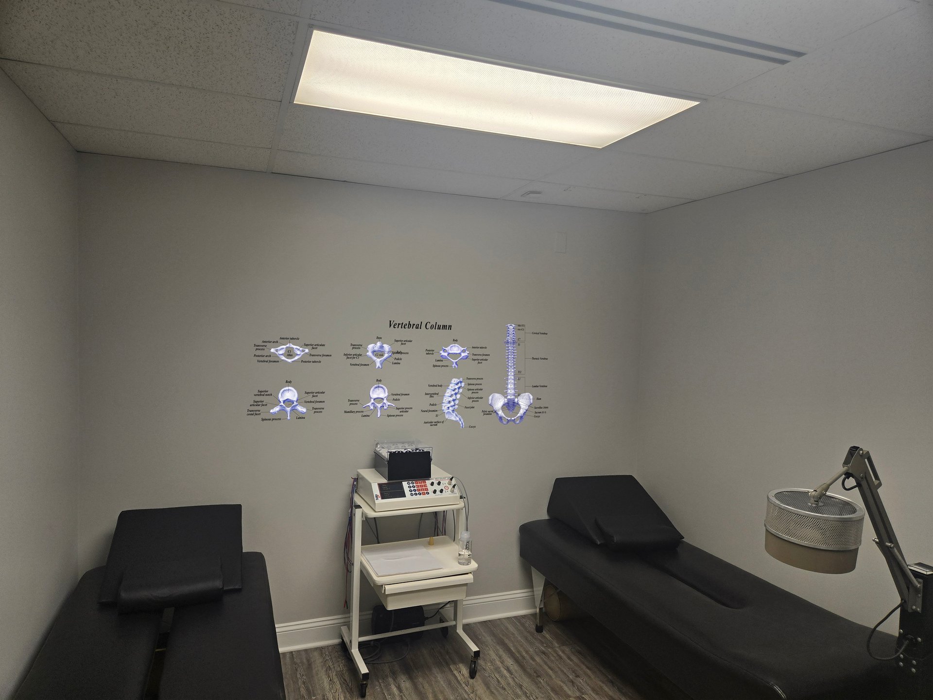 Bone Blueprints signature series preview — anatomical spine art installed in a chiropractic treatment room