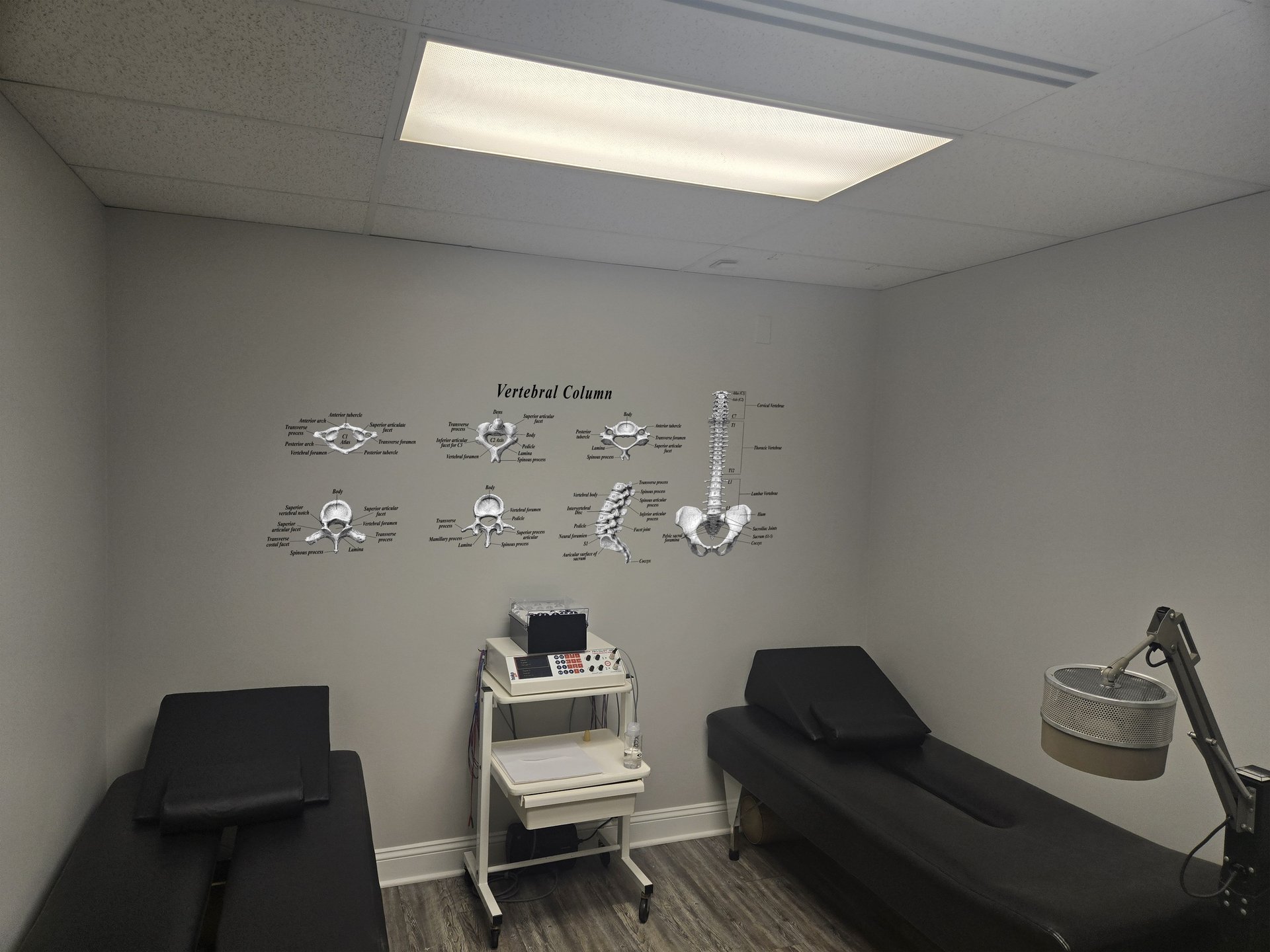 Bone Blueprints lumbar spine piece shown installed in a chiropractic treatment room