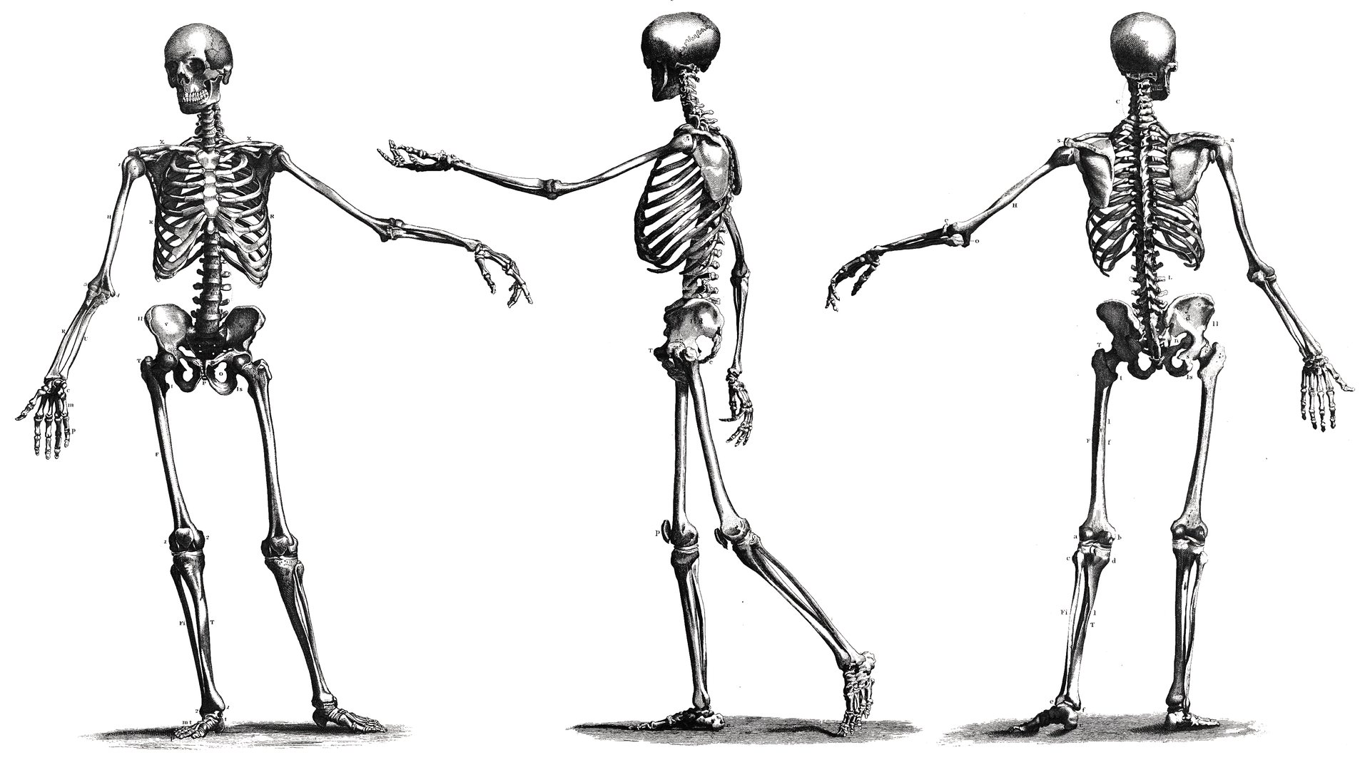 Bone Blueprints - full skeleton trio in classic black and white engraving style by Deana Dods